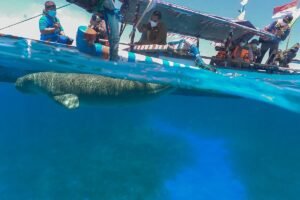 Wisata Mawar Dugong