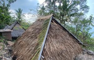 Menjaga Warisan di Napaulun Gotong Royong Memperbaiki Rumah Adat Lado Purab